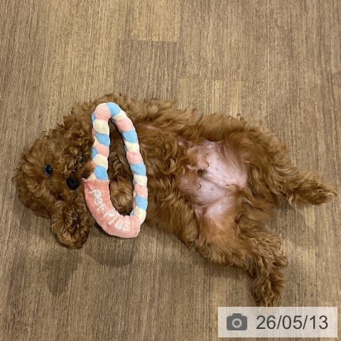 神奈川県のトイプードル(トイ) (ペッツワン 小田原店/2026年2月13日生まれ/男の子/レッド)の子犬の3枚目の画像