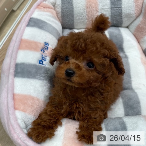 トイ・プードルの写真