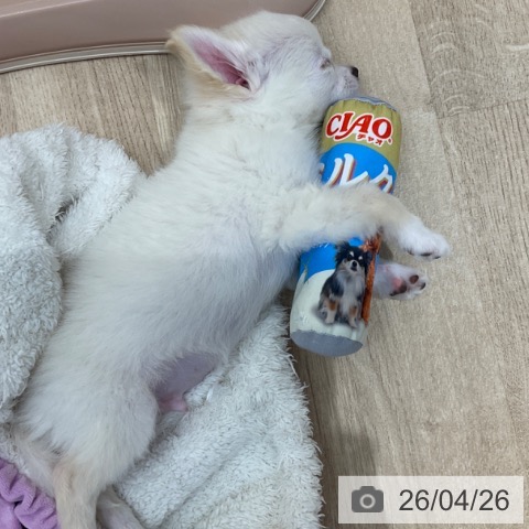 長野県のチワワ(ロング) (ペットプラス 上田店/2026年1月27日生まれ/男の子/クリームホワイト)の子犬の4枚目の画像