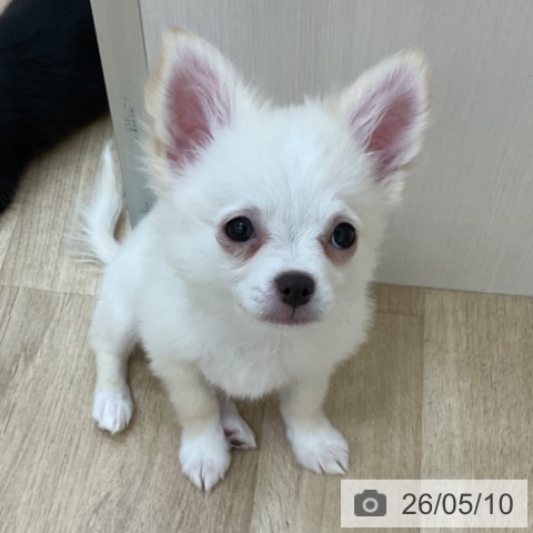 長野県のチワワ(ロング) (ペットプラス 上田店/2026年1月27日生まれ/男の子/クリームホワイト)の子犬の3枚目の画像