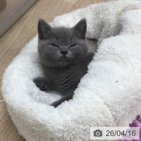 ブリティッシュショートヘアの写真