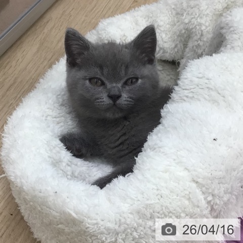 ブリティッシュショートヘアの写真