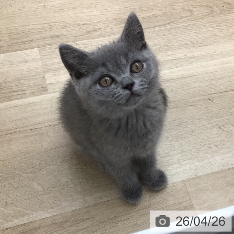 福島県のブリティッシュショートヘアー (ペットプラス 福島店/2026年2月13日生まれ/男の子/ブルー)の子猫の3枚目の画像