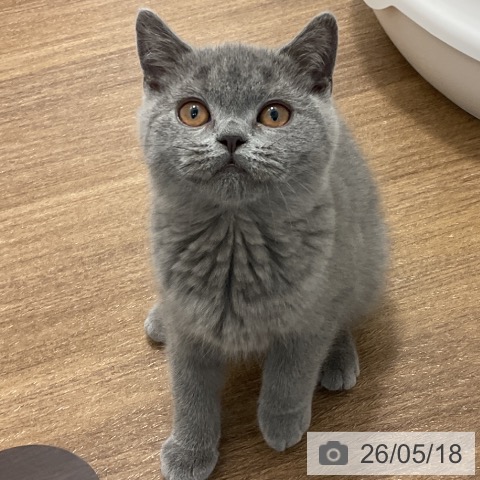 神奈川県のブリティッシュショートヘアー (ペッツワン 小田原店/2026年2月13日生まれ/女の子/ブルー)の子猫の4枚目の画像