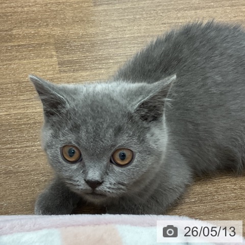 神奈川県のブリティッシュショートヘアー (ペッツワン 小田原店/2026年2月13日生まれ/女の子/ブルー)の子猫の3枚目の画像