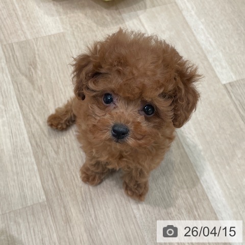 トイ・プードルの写真