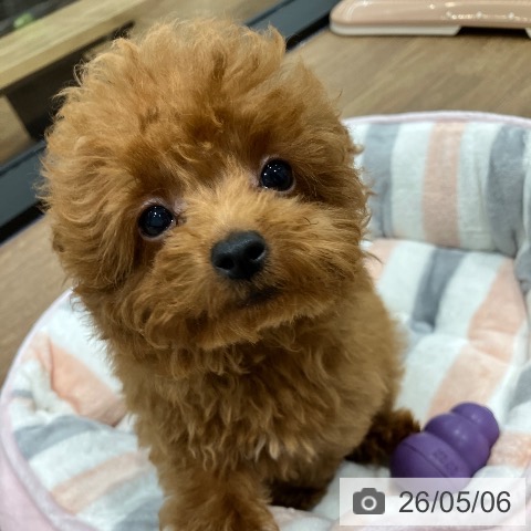 神奈川県のトイプードル(トイ) (ペッツワン 小田原店/2026年2月13日生まれ/女の子/レッド)の子犬の4枚目の画像