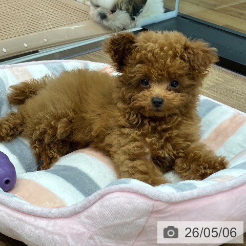 神奈川県のトイプードル(トイ) (ペッツワン 小田原店/2026年2月13日生まれ/女の子/レッド)の子犬の3枚目の画像
