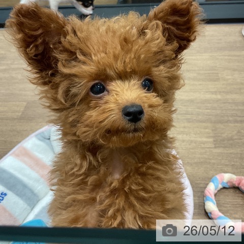 神奈川県のトイプードル(トイ) (ペッツワン 小田原店/2026年2月13日生まれ/女の子/レッド)の子犬の3枚目の画像