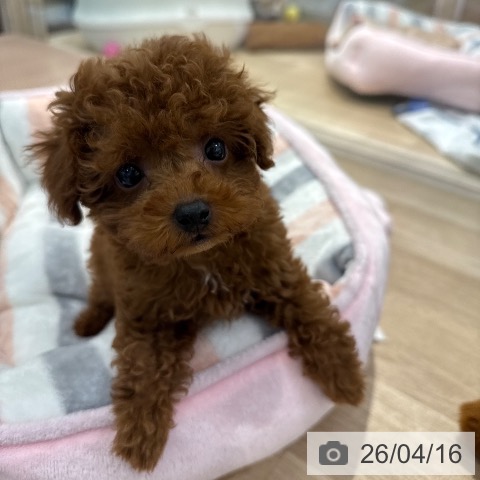 東京都のトイプードル(トイ) (ペットプラス アクアシティお台場店/2026年2月13日生まれ/女の子/レッド)の子犬の4枚目の画像