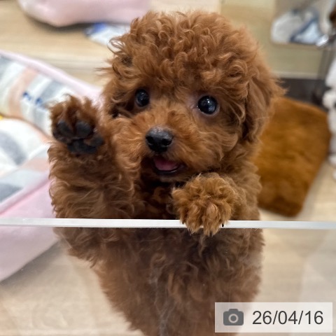 東京都のトイプードル(トイ) (ペットプラス アクアシティお台場店/2026年2月13日生まれ/女の子/レッド)の子犬の3枚目の画像