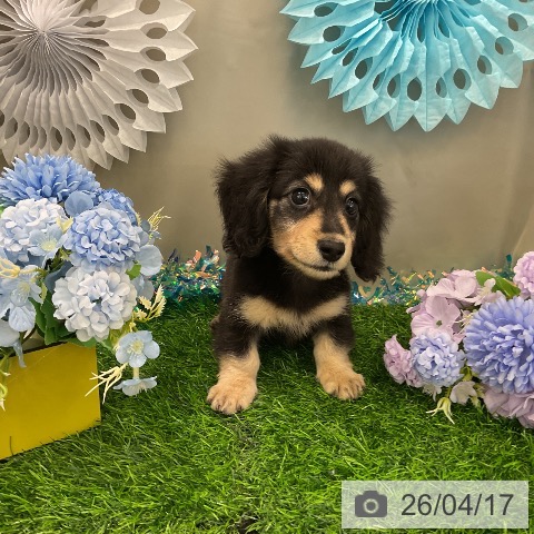 ミニチュア・ダックスフンドの写真