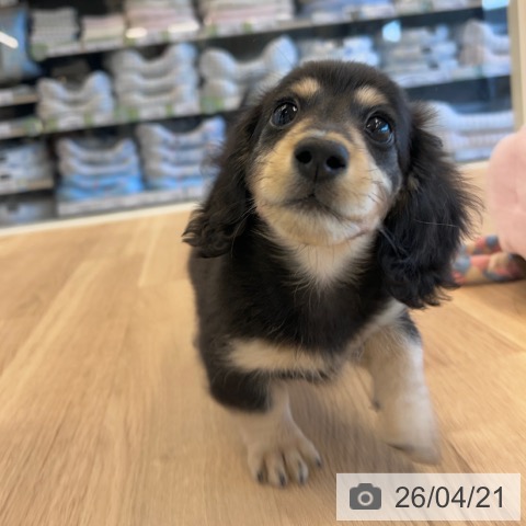 千葉県のミニチュアダックスフンド(ロング) (ペットプラス コトエ流山おおたかの森店/2026年2月14日生まれ/男の子/ブラックタン)の子犬の3枚目の画像