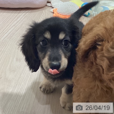 ミニチュア・ダックスフンドの写真