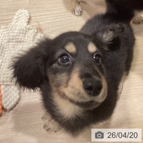 ミニチュア・ダックスフンドの写真