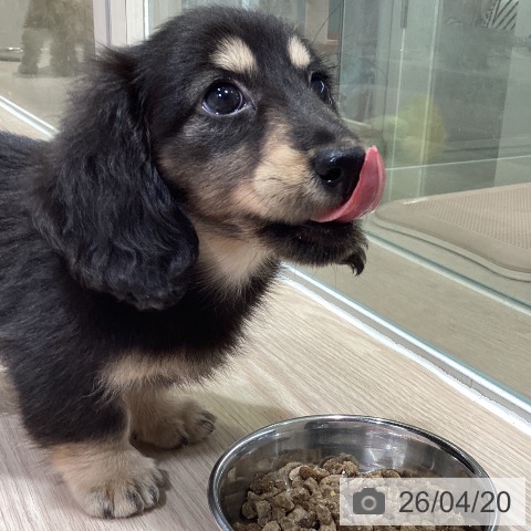 ミニチュア・ダックスフンドの写真