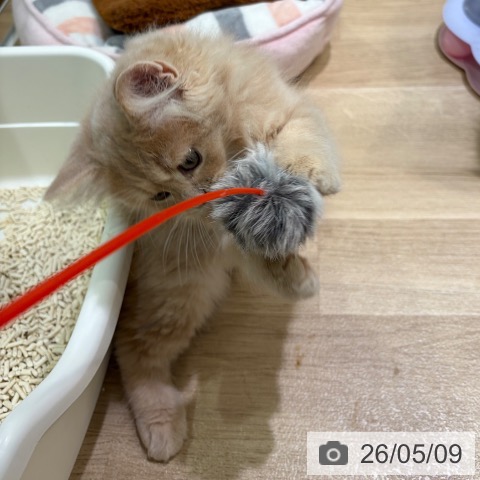 神奈川県のサイベリアン (ペットプラス ゆめが丘ソラトス店/2026年2月10日生まれ/男の子/クリームタビー)の子猫の3枚目の画像