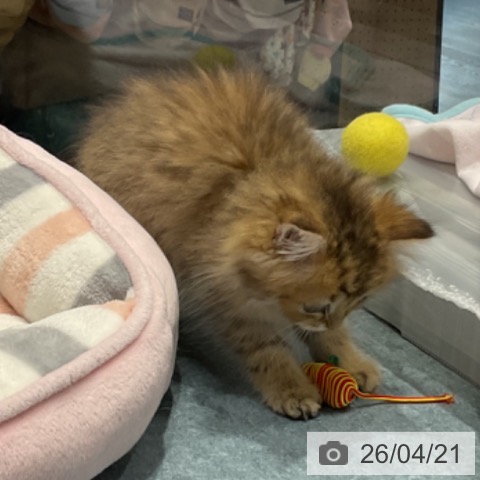 埼玉県のペルシャ (ペットプラス コクーンシティ店/2026年2月9日生まれ/女の子/チンチラゴールデン)の子猫の3枚目の画像