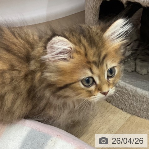 埼玉県のペルシャ (ペットプラス 与野店/2026年2月9日生まれ/女の子/チンチラゴールデン)の子猫の3枚目の画像