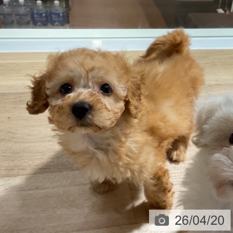 トイ・プードルの写真