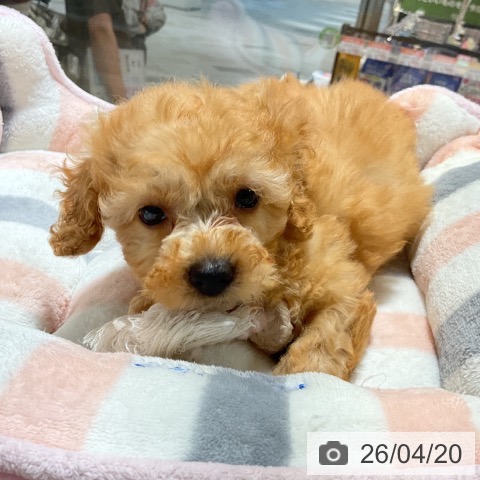 トイ・プードルの写真