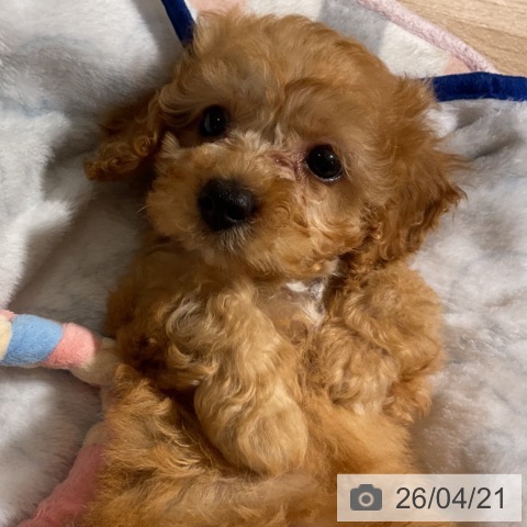 トイ・プードルの写真