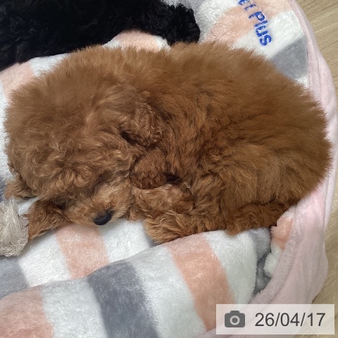 東京都のトイプードル(トイ) (ペットプラス 立川高島屋S.C.店/2026年2月7日生まれ/女の子/レッド)の子犬の3枚目の画像