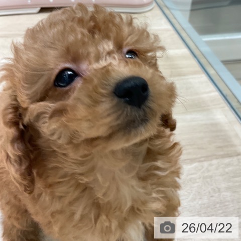 東京都のトイプードル(トイ) (ペットプラス 立川高島屋S.C.店/2026年2月7日生まれ/女の子/レッド)の子犬の4枚目の画像