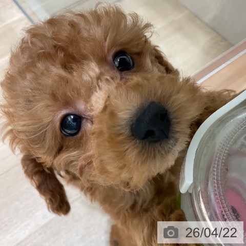 東京都のトイプードル(トイ) (ペットプラス 立川高島屋S.C.店/2026年2月7日生まれ/女の子/レッド)の子犬の3枚目の画像