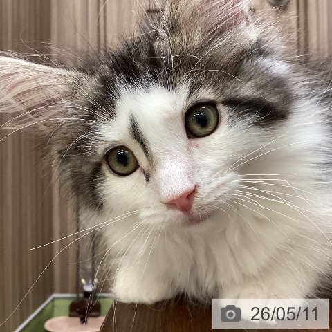 埼玉県のノルウェージャンフォレストキャット (ペットプラス 八潮店/2026年2月14日生まれ/男の子/ブラウンマッカレルタビーホワイト)の子猫の4枚目の画像