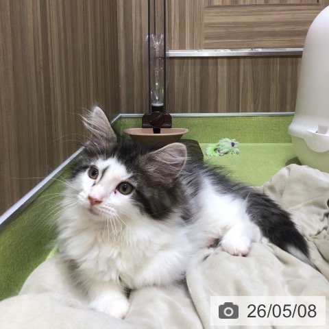 埼玉県のノルウェージャンフォレストキャット (ペットプラス 八潮店/2026年2月14日生まれ/男の子/ブラウンマッカレルタビーホワイト)の子猫の3枚目の画像