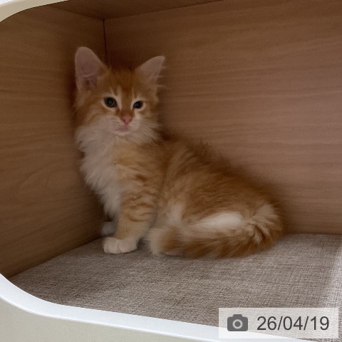 ノルウェージャンフォレストキャットの写真