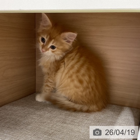 ノルウェージャンフォレストキャットの写真