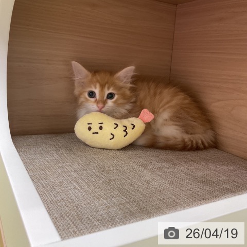 ノルウェージャンフォレストキャットの写真