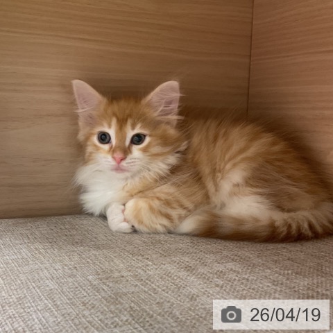 ノルウェージャンフォレストキャットの写真