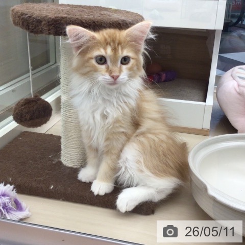 埼玉県のノルウェージャンフォレストキャット (ペットプラス 浦和美園店/2026年2月14日生まれ/女の子/レッドマッカレルタビーホワイト)の子猫の4枚目の画像