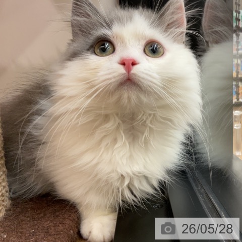 茨城県のミヌエット (ペッツワン 古河店/2026年2月5日生まれ/男の子/ブルーホワイト)の子猫の4枚目の画像