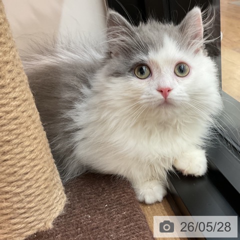 茨城県のミヌエット (ペッツワン 古河店/2026年2月5日生まれ/男の子/ブルーホワイト)の子猫の3枚目の画像