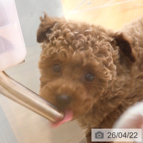 埼玉県のトイプードル(トイ) (ペットプラス 浦和美園店/2026年2月15日生まれ/男の子/レッド)の子犬の3枚目の画像