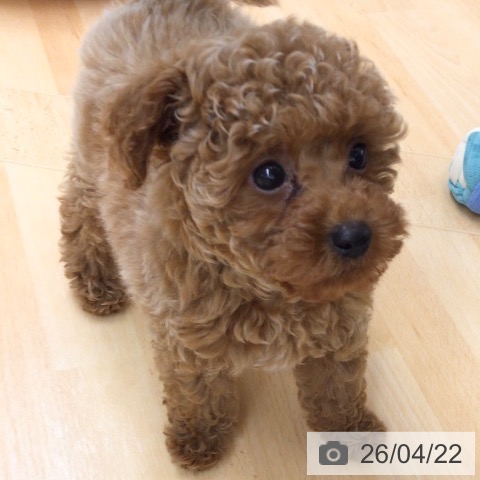 埼玉県のトイプードル(トイ) (ペットプラス 浦和美園店/2026年2月15日生まれ/男の子/レッド)の子犬の3枚目の画像