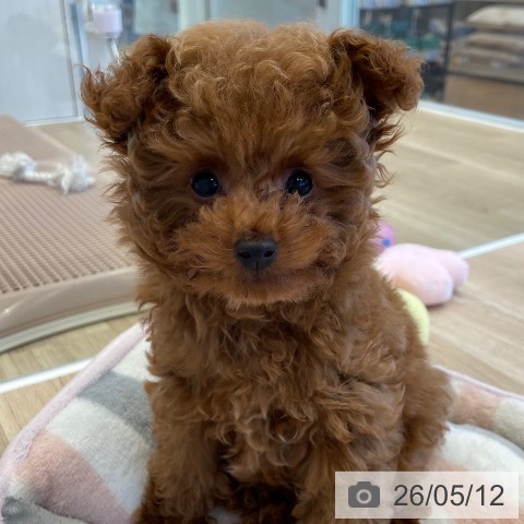 神奈川県のトイプードル(トイ) (ペットプラス テラスモール湘南店/2026年2月15日生まれ/男の子/レッド)の子犬の4枚目の画像