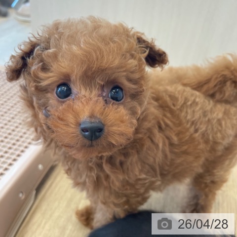 神奈川県のトイプードル(トイ) (ペットプラス テラスモール湘南店/2026年2月15日生まれ/男の子/レッド)の子犬の3枚目の画像