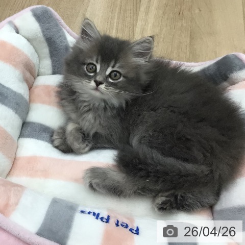 福島県のサイベリアン (ペットプラス 福島店/2026年2月18日生まれ/男の子/ブルータビー)の子猫の4枚目の画像