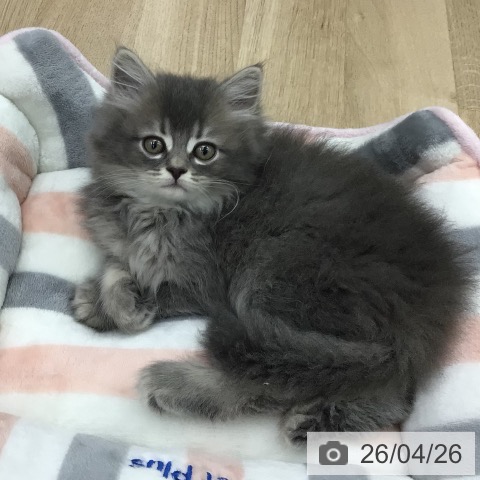 福島県のサイベリアン (ペットプラス 福島店/2026年2月18日生まれ/男の子/ブルータビー)の子猫の3枚目の画像