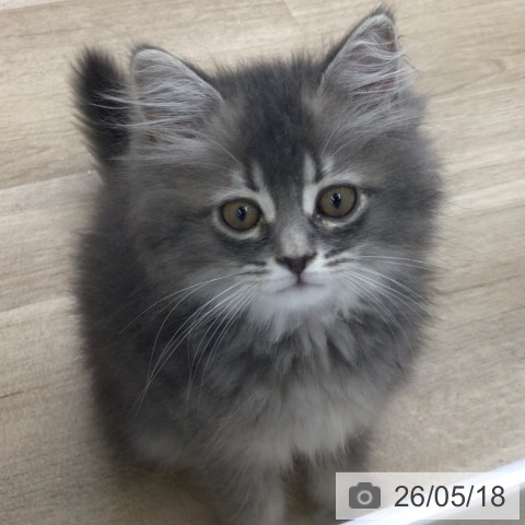 福島県のサイベリアン (ペットプラス 福島店/2026年2月18日生まれ/男の子/ブルータビー)の子猫の3枚目の画像