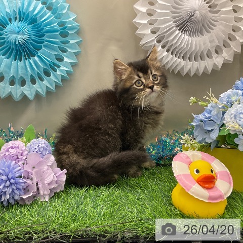 サイベリアンの写真