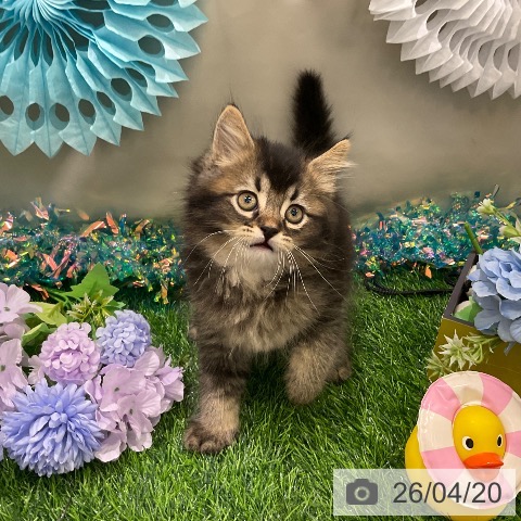 サイベリアンの写真