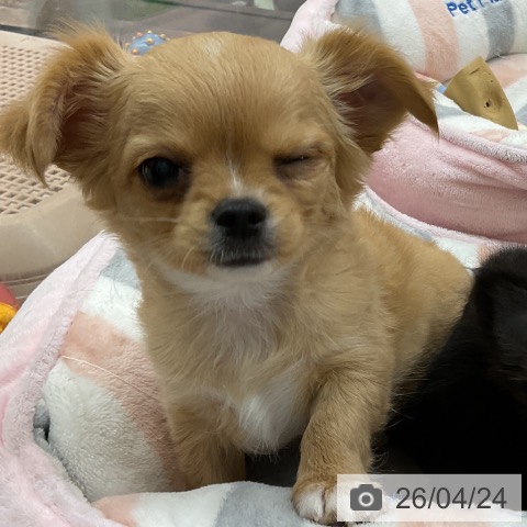 東京都のチワワ(ロング) (ペッツワン 青梅インター店/2026年2月18日生まれ/女の子/クリームホワイト)の子犬の4枚目の画像