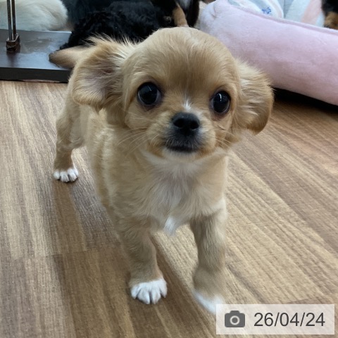 東京都のチワワ(ロング) (ペッツワン 青梅インター店/2026年2月18日生まれ/女の子/クリームホワイト)の子犬の3枚目の画像