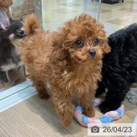 埼玉県のトイプードル(トイ) (ペットプラス ららぽーと新三郷店/2026年2月10日生まれ/男の子/レッド)の子犬の4枚目の画像